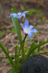 Lucile's glory-of-the-snow (Scilla luciliae) flowers, close up