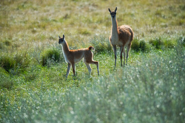 Guanacos in Pampas grassland environment, La Pampa province, Patagonia, Argentina.