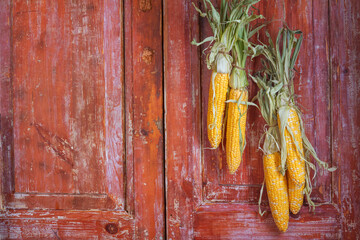 Autumn still life with hanging ears of corn in a rural house on the background of old wooden doors...