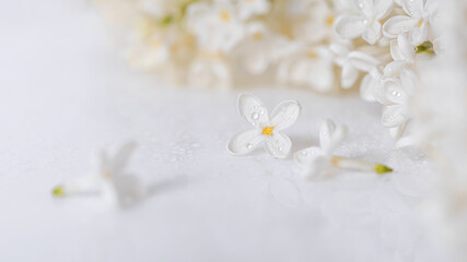 Fototapeta na wymiar Springtime background with branch of blooming white lilac flowers on a glossy white surface, selective focus. Romantic background with copy space for text