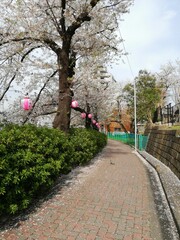 Cherry blossom by the pathway in the park