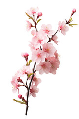 Beautiful sakura flowers isolated on white