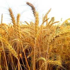 ears of wheat