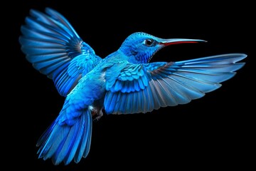 Obraz premium A blue hummingbird is flying with its wings spread wide.
