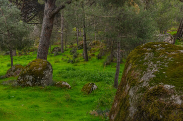 pines and granite boulders in Ida Madra Geopark on Kozak plateau (Hisarkoy, Izmir region, Turkey)