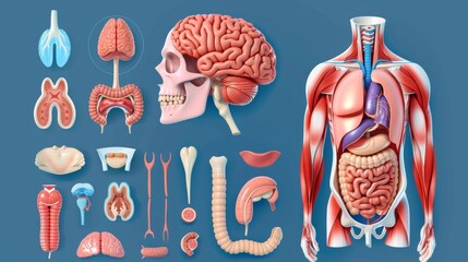 A colorful modern illustration showing the types of tissues in the human body. A scientific diagram that describes the anatomy of skeletal muscles, epithelial and nerve tissues, and connective