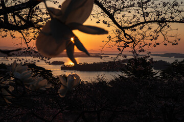 桜咲く松島の日出