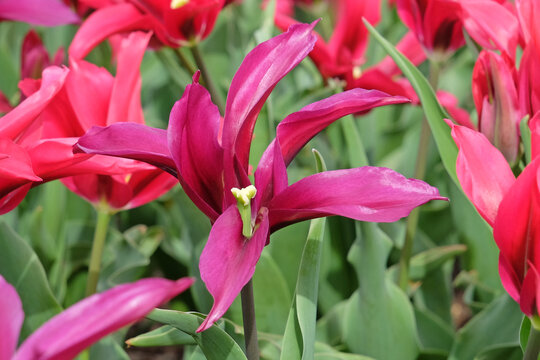 Purple lily flowering tulip, Tulipa ‘Purple Doll’ in flower.