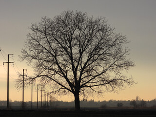 naked walnut tree silhouette at the sunset in rural landscape - obrazy, fototapety, plakaty