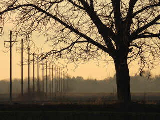 naked walnut tree silhouette at the sunset in rural landscape