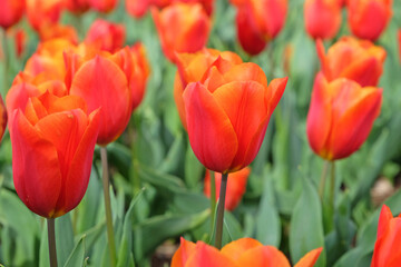 Orange and red triumph tulip, tulip ‘King’s Orange’ in flower.