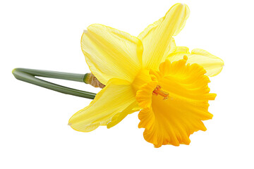 Daffodil Flower On Transparent Background