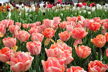 Cream, pink and yellow double tulip, tulip ‘foxy foxtrot’ in flower.