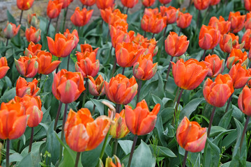 Orange triumph tulip, Tulipa ‘Princess Irene’ in flower.