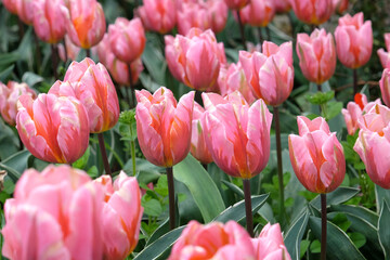 Pink and orange triumph tulip, Tulipa ‘Pretty Princess’ in flower.
