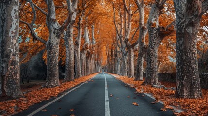 An empty road surrounded by trees and leaves