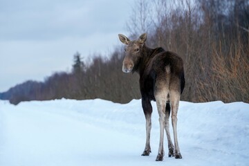 Close-up of a female moose walking along a snow-covered road in the forest and turning her head...