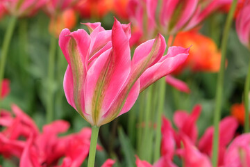 Pink and green viridiflora tulip, tulipa ‘virichic’ in flower.