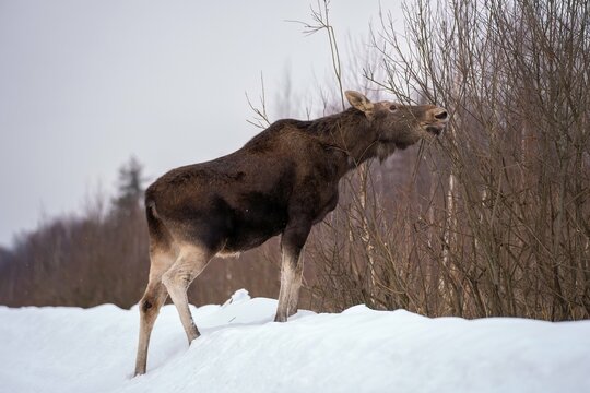 Close-up of a female moose in profile standing on a snowdrift to get branches on bushes in winter