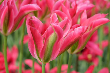 Fototapeta premium Pink and green viridiflora tulip, tulipa ‘virichic’ in flower.
