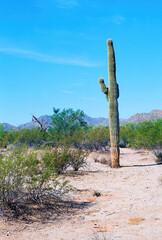 Old Saguaro Cactus Sonora desert Arizona - 792836617