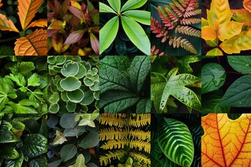 Fotocollage von verschiedenen Blättern von Pflanzen  - obrazy, fototapety, plakaty