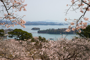 桜咲く松島の風景