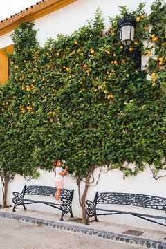 A young child reaches for ripe lemons on a lush tree against a white wall in the quaint village of Ojen, Spain
