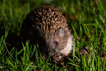 Hedgehog on green grass. Hedgehog in the dark