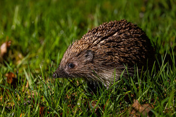 Hedgehog on green grass. Hedgehog in the dark