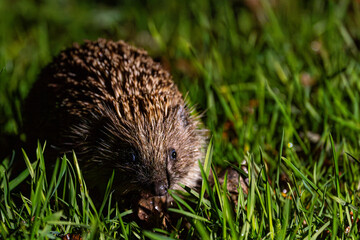 Hedgehog on green grass. Hedgehog in the dark