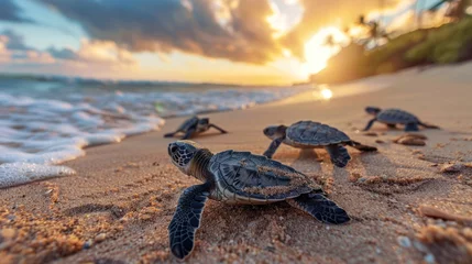 Fototapete Rund Newborn green sea turtle on a sandy beach Record of the first voyage to the sea © Sirichat. Camphol