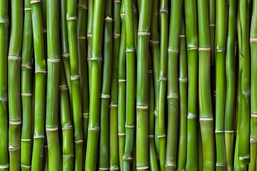 Obraz premium Green bamboo background, with space for text