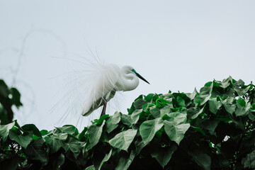 the Egret bird at Tai PO, hong kong