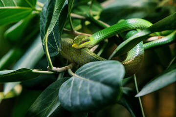 longnose snake gliding through a tropical canopy