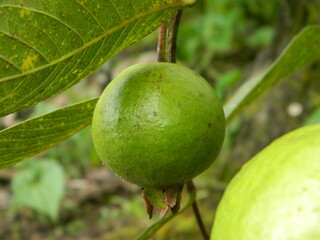 Macro photo of guava fruit still hanging from the stalk and stem of its parent in tropical areas.