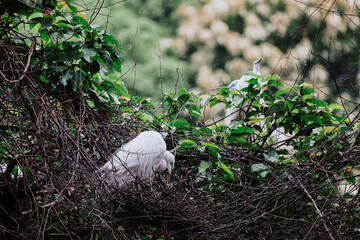 the Egret bird at Tai PO, hong kong