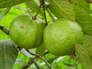 Macro photo of guava fruit still hanging from the stalk and stem of its parent in tropical areas.