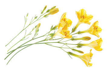 Freesia Flower On Transparent Background
