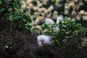 the Egret bird at Tai PO, hong kong