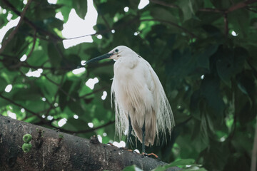 the Egret bird at Tai PO, hong kong