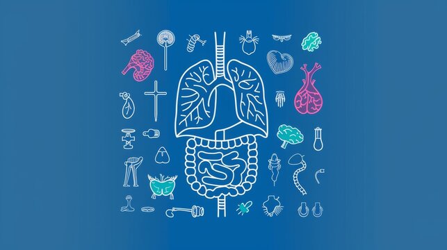 Anatomy icons of human internal organs. Simple thin outline icons as lung, heart, stomach, bone, brain, kidney, skull, and others. Editable strokes.