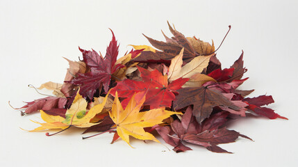 A heap of different maple dry leaf .Red and colorful 