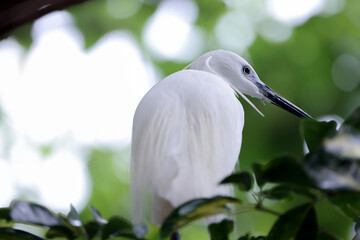 the Egret bird at Tai PO, hong kong