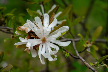 Fading white Stellata magnolia flower. Springtime season in parks.