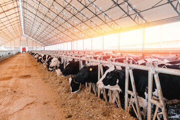Herd of cows eating hay in cowshed on dairy farm in barn with sunlight. Concept agriculture industry, farming and livestock