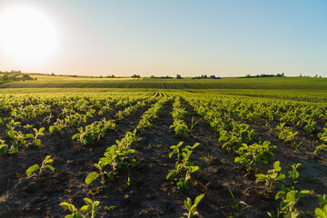 Small soybean sprouts grow in the field. Rows of small soybean plants. Agricultural soybean field...