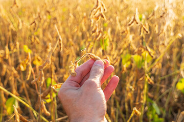 A farmer holds a ripe crop of soybeans in his hands. Ripe soybeans on the stalk. Growing soybeans. Farmer in the field