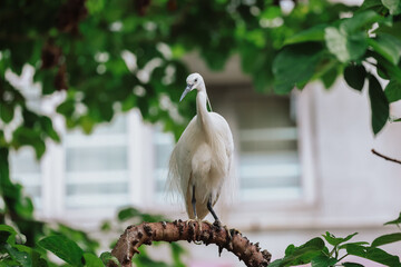 the Egret bird at Tai PO, hong kong