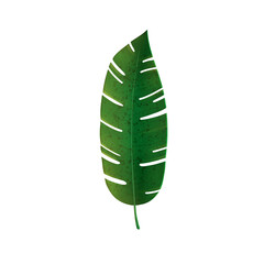 Tropical leaf on transparent background